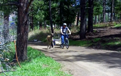 This Huge Great Dane Runs Next To His Human On a Bike. But Seconds Later? Hilarious