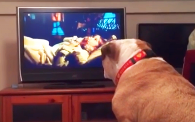VIDEO: This Pup Is Watching a Horror Movie. Now Watch What He Does When Scary Part Comes On!