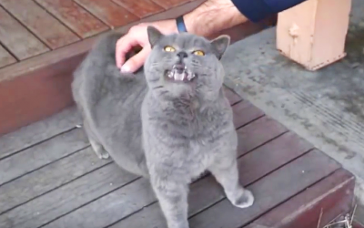 Every Time This Kitty’s Human Rubs His Back He Makes The Funniest Noise