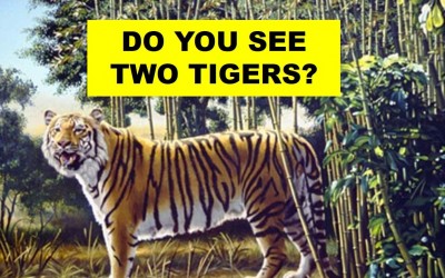 There Are Actually 2 Tigers In This Image. Can You Find The Second Hidden Tiger?