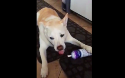 Mom Thinks She Hears Her Kids Eating Whipped Cream From A Can And Goes To Confront The Guilty Party.