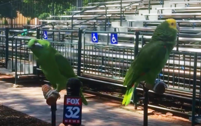 A Reporter Begins To Interview These 2 Parrots. But, They Decide To Start Singing a Popular Song.