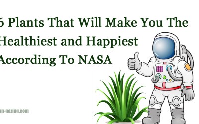 6 Plants You Should Put In Your Home That Will Make You The Healthiest According To NASA