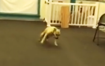 Rescued Pit Bull Gets His First Taste of Pizza. His Celebration Dance Is The Funniest.