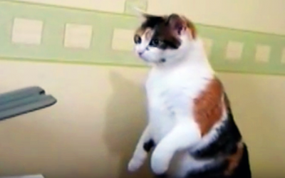 Cat Notices a Printer Swallowing Paper For The First Time. He Proceeds To Throw a Hysterical Fit.
