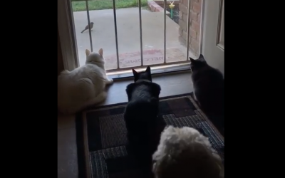 Video Captures Sneaky Dog Terrifying Unsuspecting Cats Focused on Birds Outside.