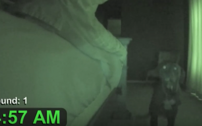 This Guy Set Up A Hidden Camera and Caught His Adorable Pup’s Early Morning Ritual.