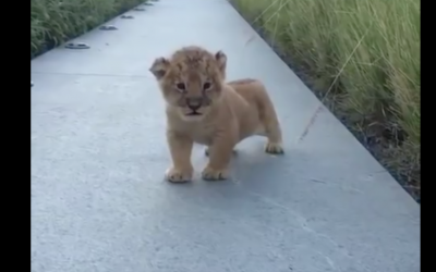 Lion Stumbles Out Of The Grass, Sees The Camera and Tries To Scare It With The Funniest Sound.