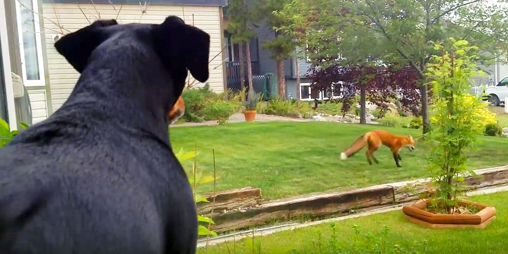 Dog Looks Out The Window And Sees a Fox Playing With His Toy. He Proceeds To Throw a Funny Tantrum.
