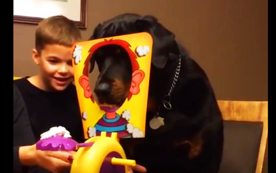 Little Boy Sets Up The “Pie In The Face Game.” Now Watch The Dog Play.