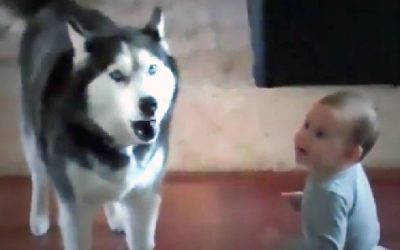 Adorable Little Baby Won’t Stop Talking So This Jealous Husky Throws a Hysterical Tantrum To Shut Her Up.