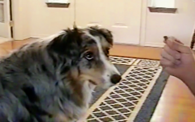 This Smart Pup Refuses To Eat Treats From Only One Person In The Whole World For A Hysterical Reason