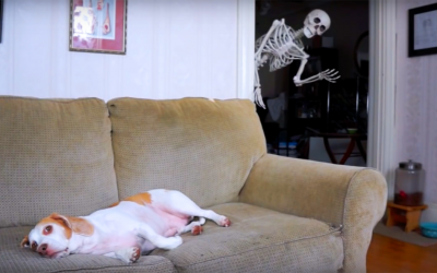 This Pup Is Relaxing On His Couch On Halloween Eve, When a Skeleton Suddenly Shows Up To Scare Him