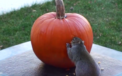 Hidden Camera Catches a Sneaky Squirrel Carving a Pumpkin For Halloween