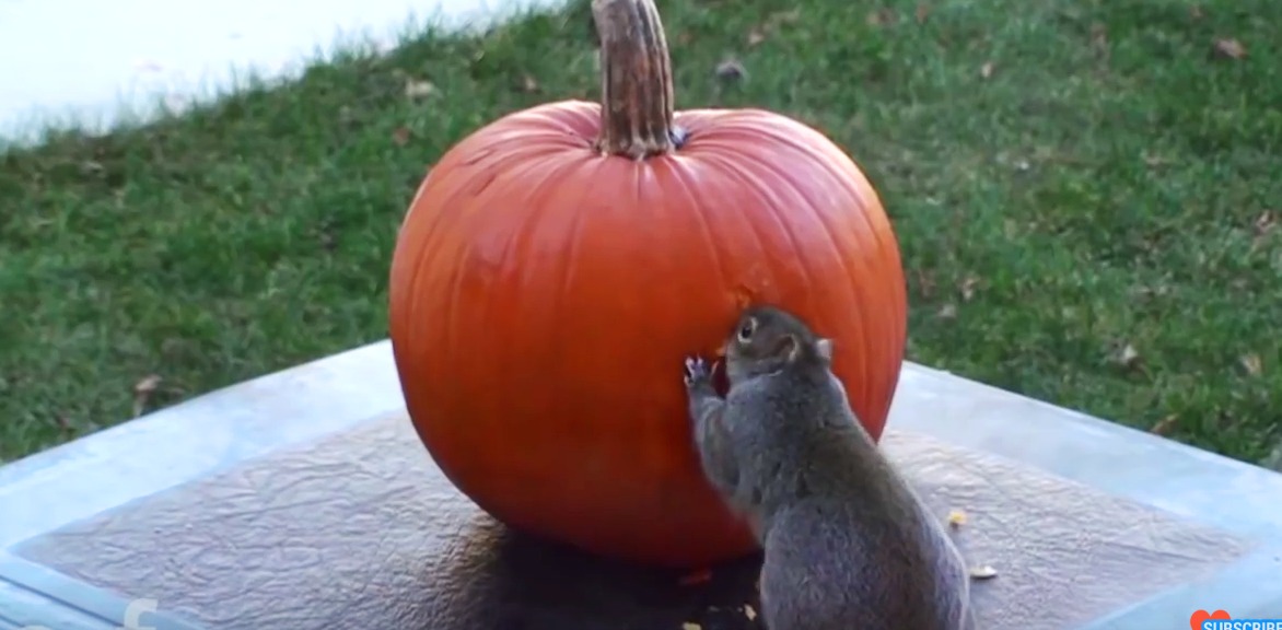 Hidden Camera Catches a Sneaky Squirrel Carving a Pumpkin For Halloween