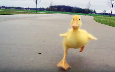 No One Believed Him When He Described How This Duckling Follows Him Every A.M. So He Captured This