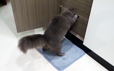 Her Underwear Kept Going Missing. So She Set Up a Camera and Caught The Thief In Action.