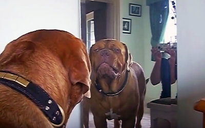 Giant Dog Notices Himself In The Mirror For The First Time. He Proceeds To Throw a Hysterical Fit.
