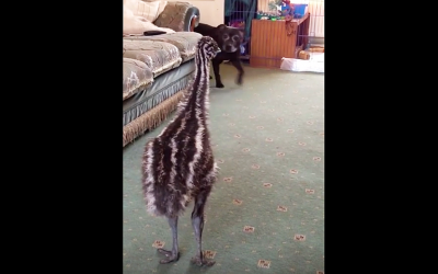 This Baby Emu May Look Awkward, But When The Dog Walks In The Room She Throws A Hysterical Fit
