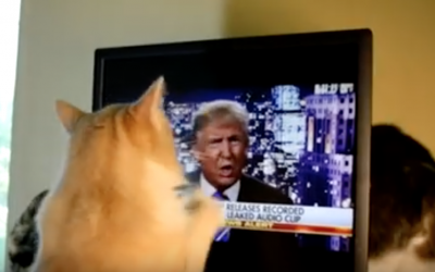 Kitty Sees Donald Trump On TV Apologizing. Then Proceeds To Throw a Hysterical Fit.