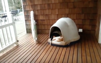 She Notices Her Pups Sleeping In Their House, Turns On The Camera and Gets an Unexpected Surprise