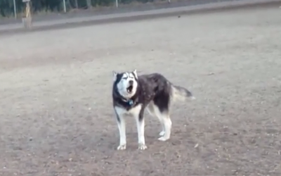 Human Tells His Dog It’s Time To Leave The Park. Husky Refuses and Throws a Hysterical Tantrum.