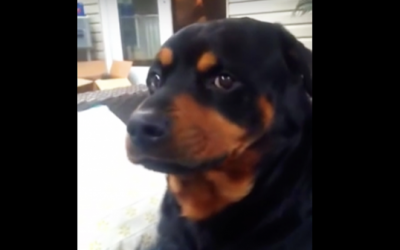 He Asks His Rottweiler To Make His Mean Ugly Face. He Proceeds To Make The Most Hysterical Face Ever.