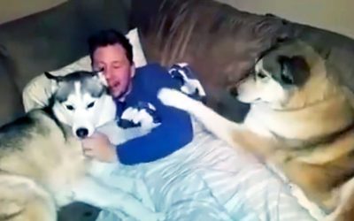 Everytime Daddy Gives This Dog Attention The Big Pup Throws a Hysterical Temper Tantrum.