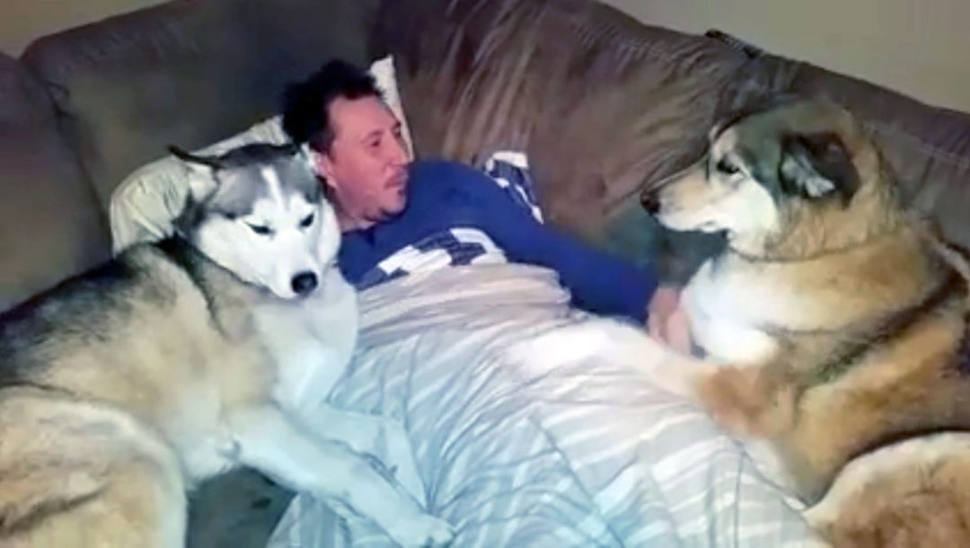 Everytime Daddy Gives This Dog Attention The Big Pup Throws a