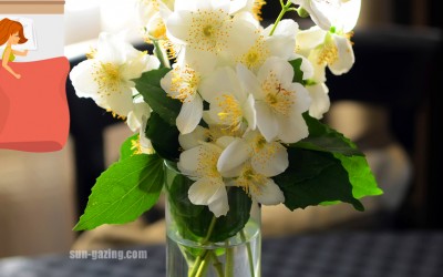 If You Can’t Fall Asleep At Night, Put These 6 Plants In Your Bedroom For Instant Relief