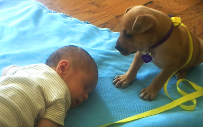 Infant Passes Out. The Puppy Proceeds To Do The Most Adorable Thing To His New Baby Brother.