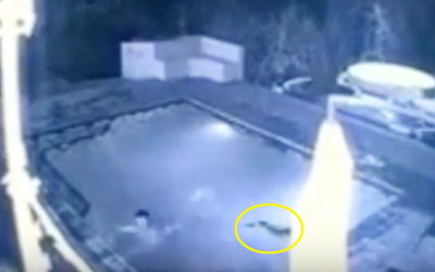 Security Camera Catches Terrifying Moment When Crocodile Jumps In Pool Where Couple Is Swimming