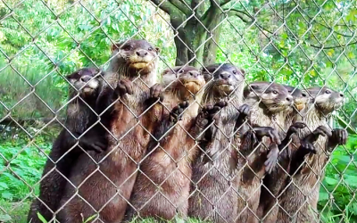 Whenever These Baby Otters Spot Their Favorite Human They Proceed To Make The Most Hysterical Sound.