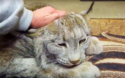 Whenever His Favorite Human Rubs His Face This Giant Lynx Makes The Most Adorable Sound Ever