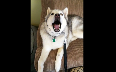 Human Tells Sleepy Husky It’s Time For His Morning Walk. The Dog Throws The Most Hysterical Tantrum.