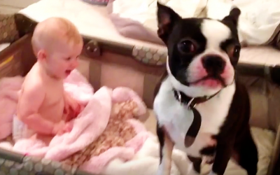 Human Tells This Crazy Dog To Get Out Of The Crib. But The Pup Throws a Hysterical Fit Instead.