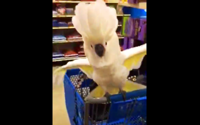 She Brings Her Cockatoo To The Store And Gets Him a Toy. The Bird Then Throws a Hysterical Tantrum