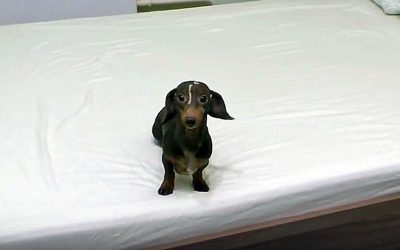 This Lil’ Guilty Pup Isn’t Allowed On The Bed. But Mom Catches Him Doing The Most Hysterical Spaz.