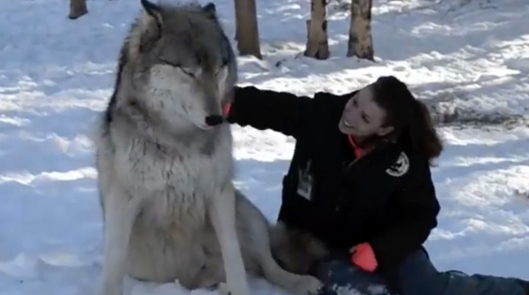 Giant Wolf Sits Down Next To This Lady But Watch The Moment When Their