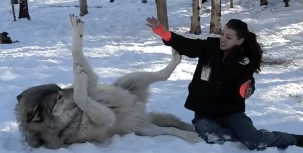 Giant Wolf Sits Down Next To This Lady But Watch The Moment When Their ...