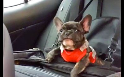 Mama Puts This Adorable Lil’ Bulldog In His Car Seat. The Pup Proceeds To Throw A Temper Tantrum.