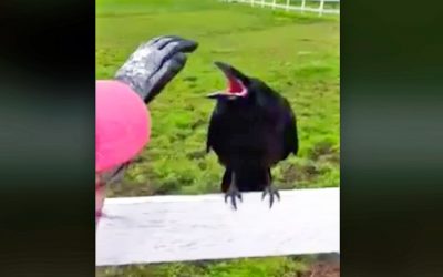 Strange Raven Squawked At Them For an Hour. They Looked Closer and Realized He Was Begging For Help