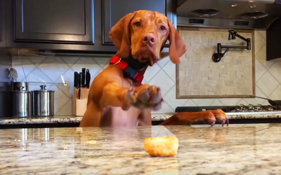 This Pup Notices A Tator Tot On The Countertop, He Proceeds To Make The Most Hysterical Sounds Ever
