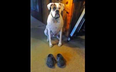 Human Puts Shoes on The Floor In Front of This Pup. The Dog Proceeds To Do a Hysterical Shuffle.
