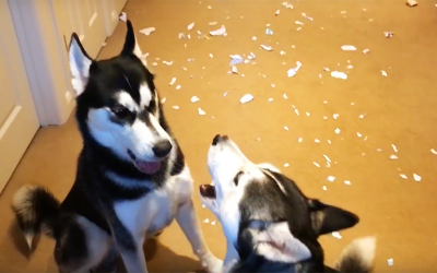 Dad Confronts His Two Guilty Huskies About The Huge Mess. They Respond With a Hysterical Argument.