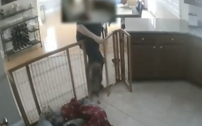 They Had a Weird Feeling The Dog Walker Was Up To No Good. So They Placed Hidden Cam and Caught This