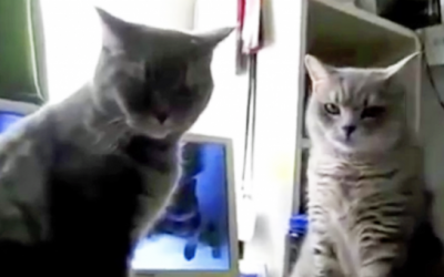 Mama Catches and Films Her Cat’s Hysterical Nightly Ritual.