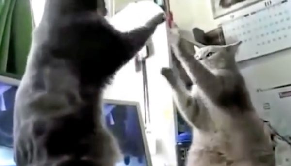 Mama Catches and Films Her Cat's Hysterical Nightly Ritual.