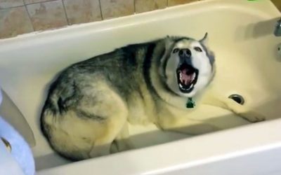 Husky Tells His Mom He Wants To Take a Bath But She Says No. He Proceeds To Throw a Hysterical Tantrum.