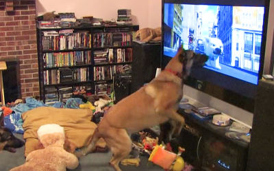 Every Time This Pup’s Favorite Movie Is Turned On He Has The Most Hysterical Response Ever.